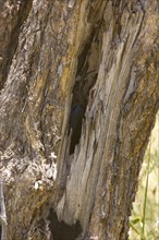 Great Avocet in nest hole