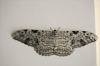Ghost moth