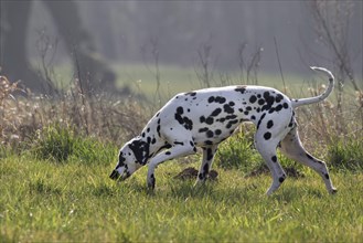 Dalmatian sniffing in the field