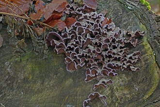 Purple layer fungus