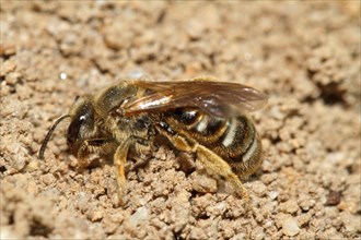 Common sand bee
