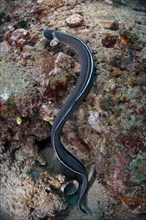 Adult dark-shouldered snake eel
