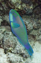 Bleeker's bleeker's parrotfish
