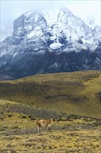 Guanaco in front of snow-capped mountains