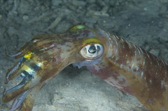 Adult feeding bigfin reef squid