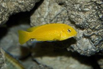Golden Labidochromis