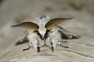 Puss moth