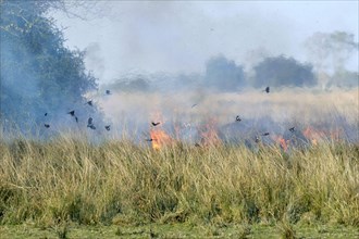 Mixed flock of birds feeding on insects in flight over burning grassland during controlled burn