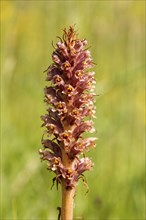 Knapweed Broomrape