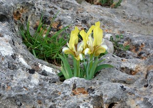 Southern dwarf iris