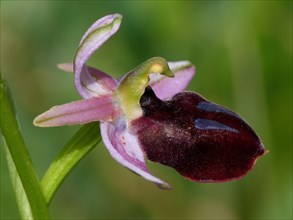 Horseshoe bee-orchid