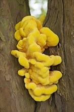 Fruiting bodies of chickenwood