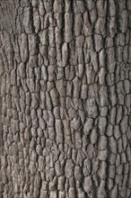 Bark of the Leadwood tree