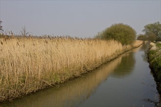 Common reed growing by a small ancient river