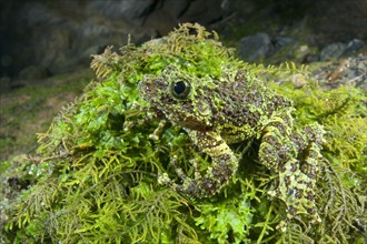 Vietnamese Moss Frog