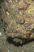 Reef stonefish