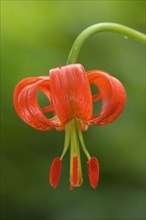 Turban lily