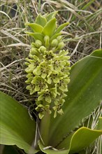 Dwarf Pineapple Lily