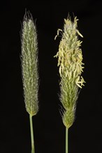 Flowering heads of timothy-grass