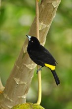 Yellow-cheeked Tanager