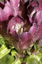 Brown gentian