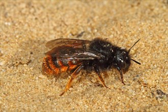 Bicoloured mason bee