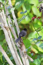 Yellow-thighed Sparrow