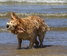 Golden Retriever shakes water from its coat