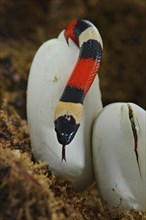 Puebla king snake