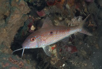 Red-spotted mullet