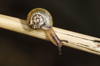 Kentish snail