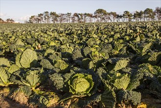 A field of savoy cabbage