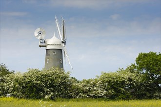 Windmill and hedge