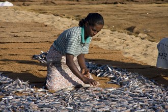 Catching fish spread out to dry in the sun