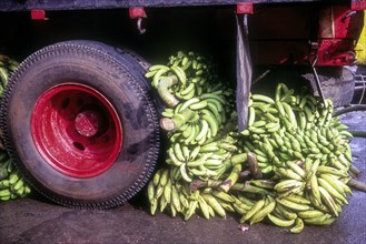 Nendram pazham banana underneath lorry tyre in Ernakulam