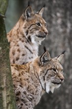 Close-up of two Eurasian eurasian lynx