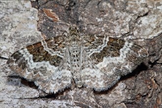 Grey-banded cabbage moth