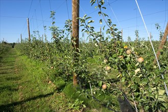 Young cordon apples ripening on the trees near Sainte-Foy-la-Grande