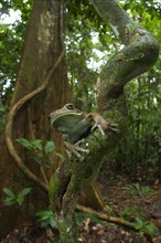 Poisonous Tree Frog