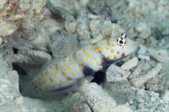 Spotted prawn goby