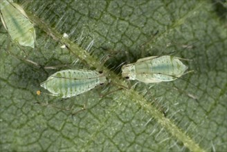 Stinging nettle aphid