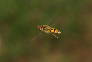 Grove hoverfly