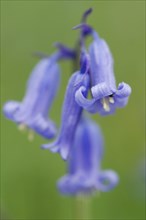 Endymion hyacinth