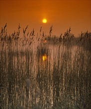 Sunset over reedbed at edge of reservoir