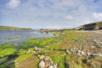 View of rocky coast with seaweed at low tide