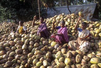 Women grading the coconuts in Singampunari