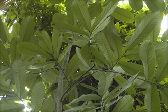 Calabash nutmeg tree