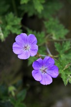 Ashy cranesbill
