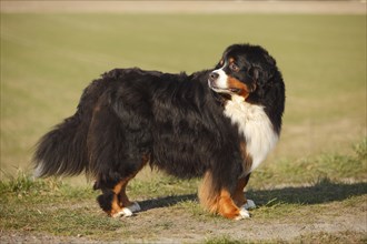 Bernese Mountain Dog