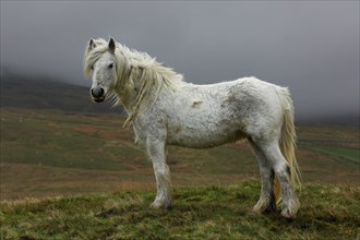 Fur pony
